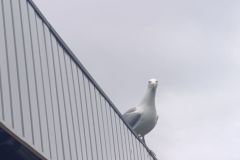 260509005